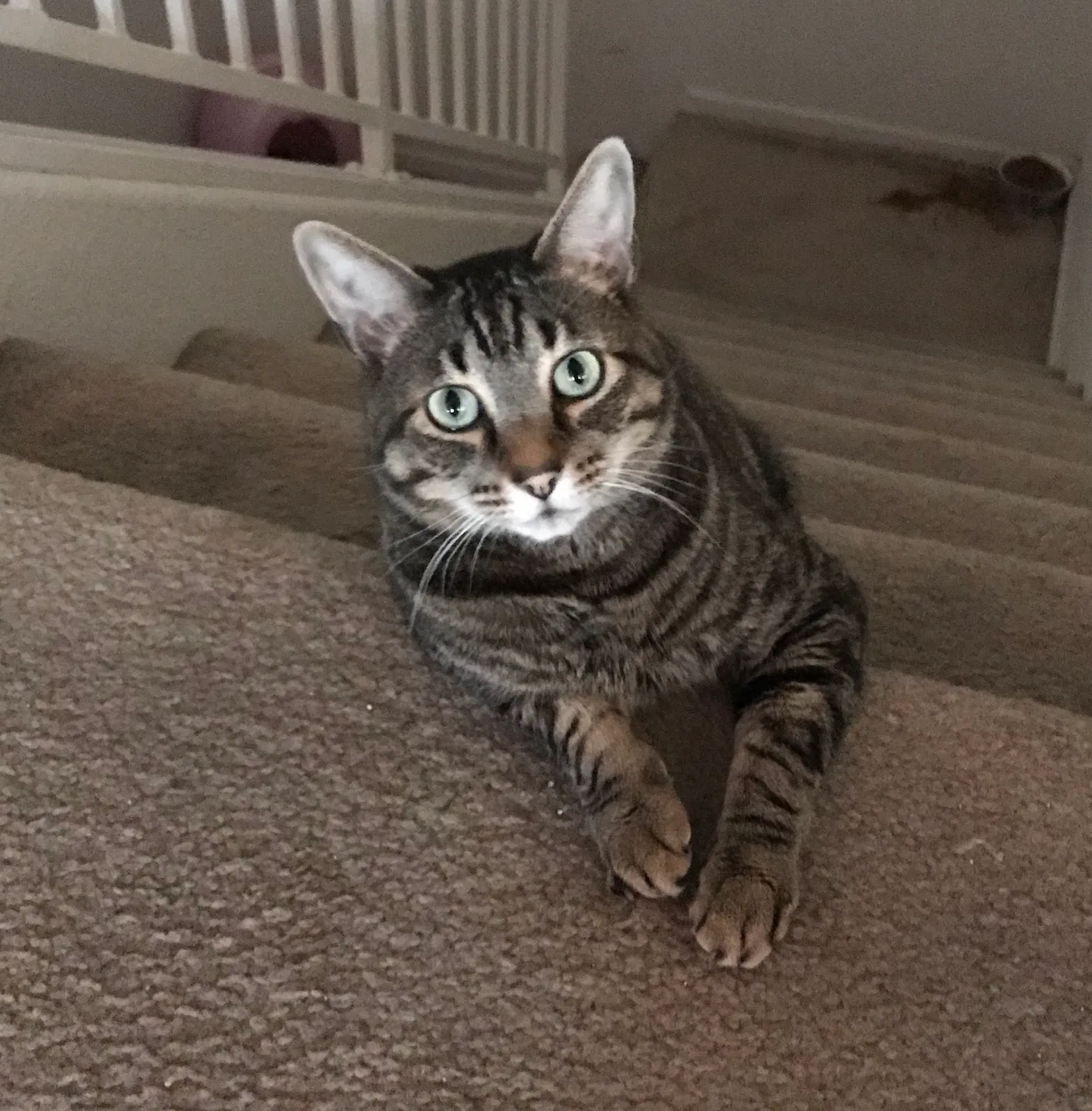 Lost cat in San Leandro, CA, 94578