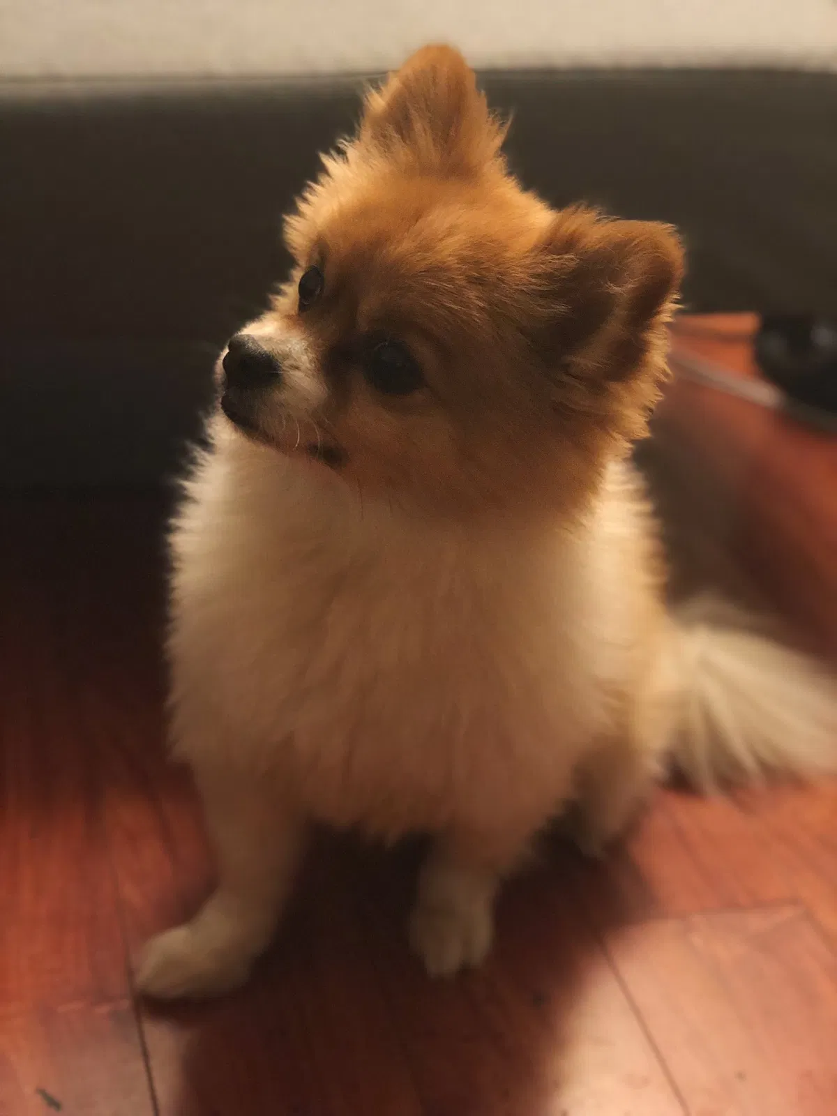 Lost dog in Sacramento, CA, 95828