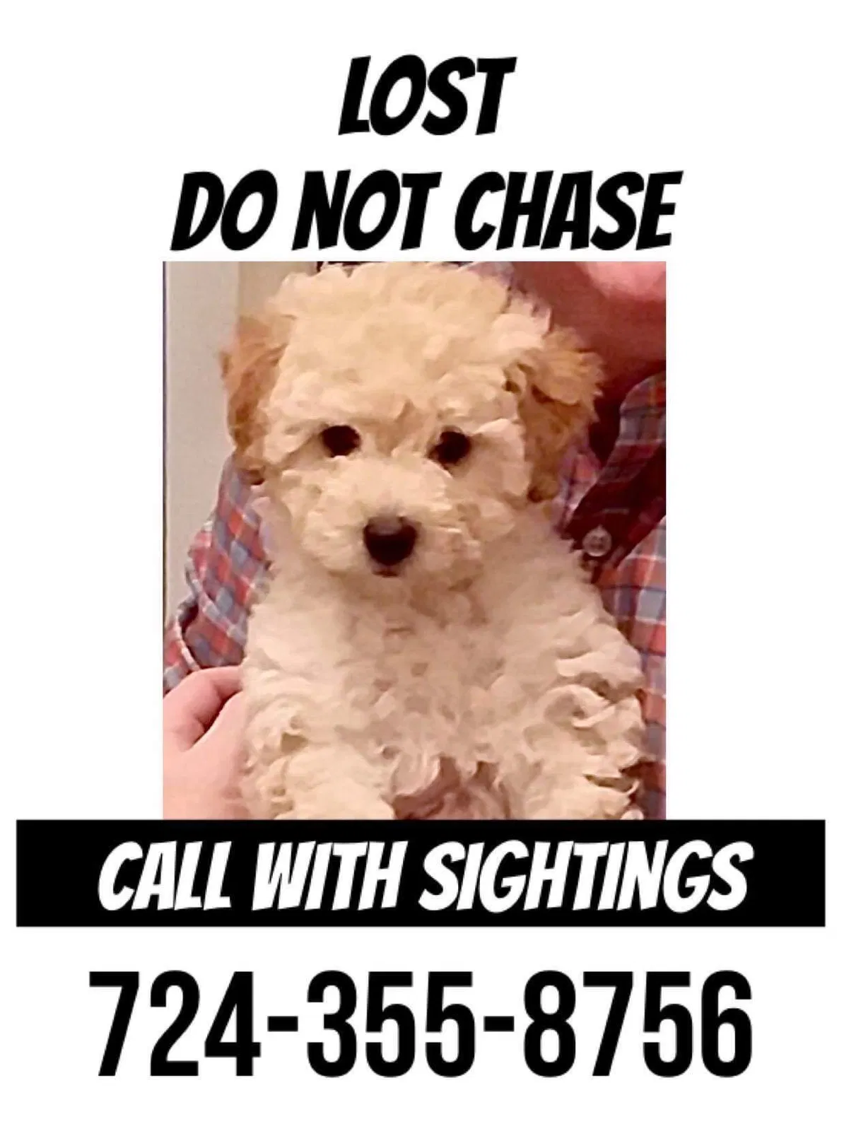 Lost dog in Butler, PA, 16001