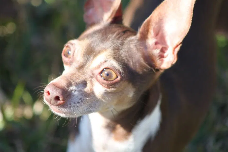 Lost dog in Hialeah, FL, 33012