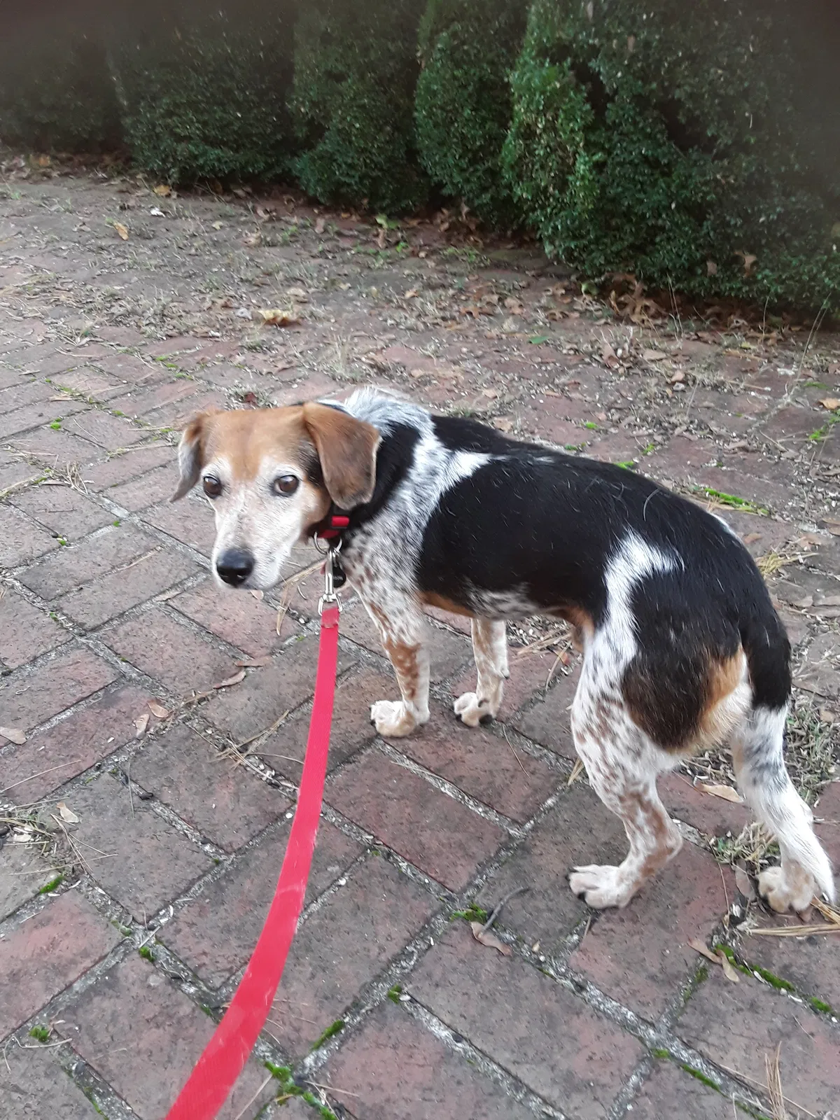 Lost dog in Fairplay, MD, 21733