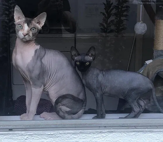 Lost cat in Studio City, CA, 91604