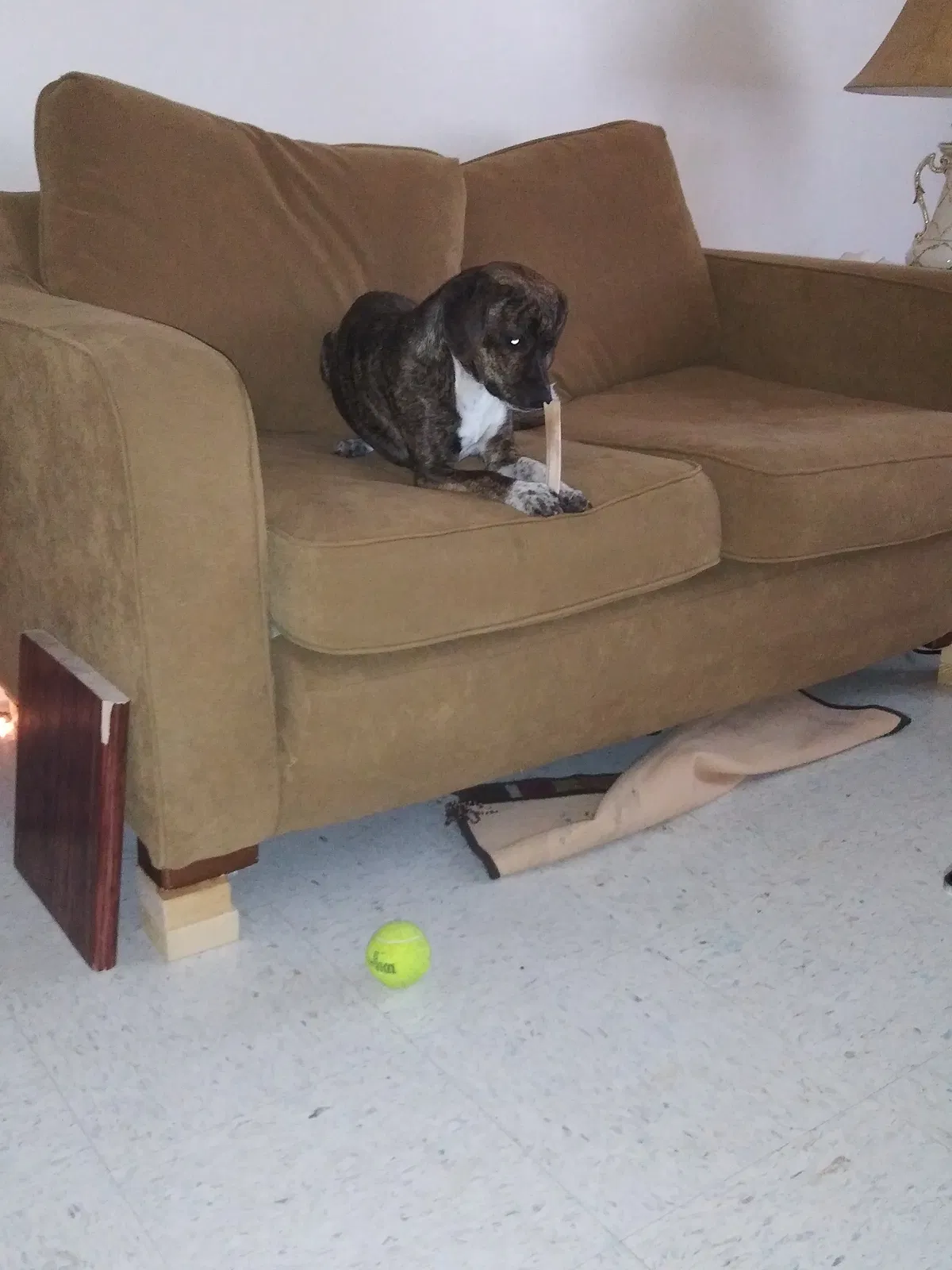 Lost dog in Harrisonburg, VA, 22801
