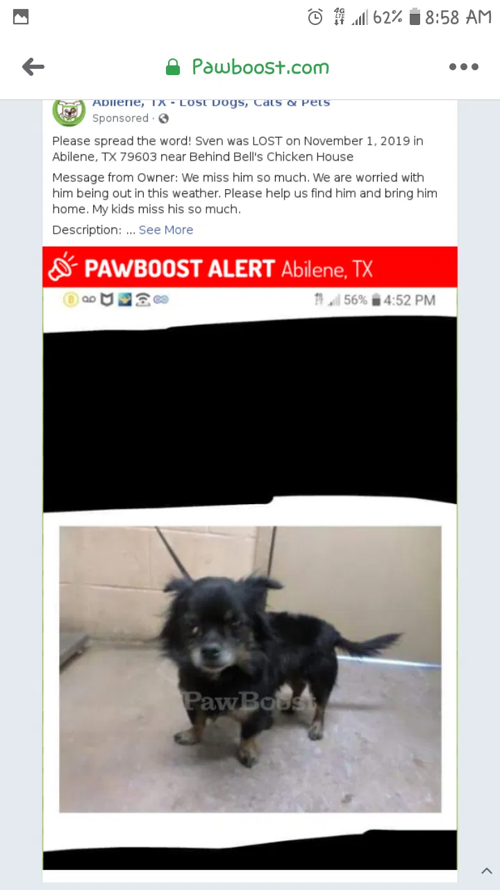 Lost dog in Abilene, TX, 79605