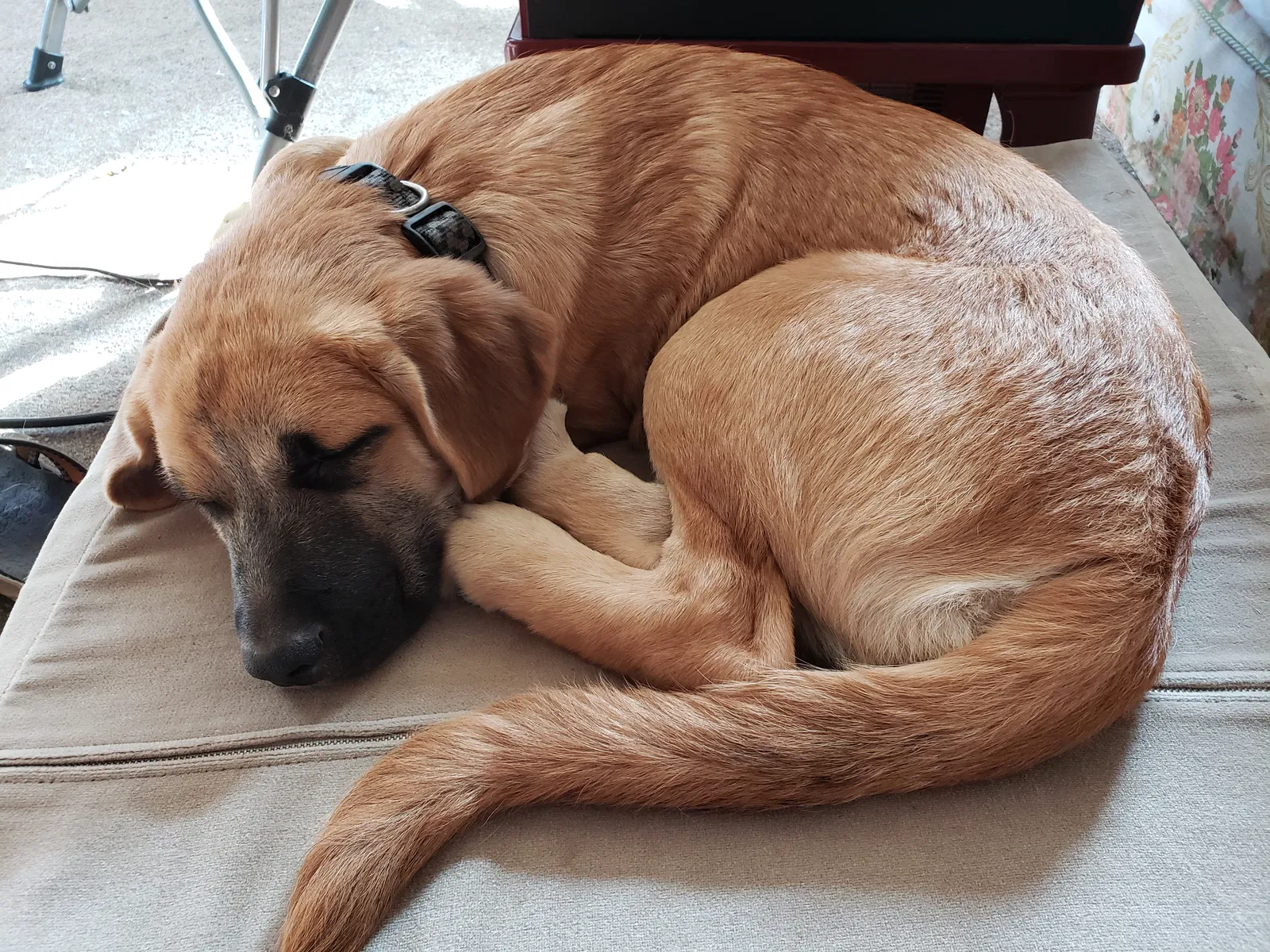 Lost dog in Augusta, GA, 30906