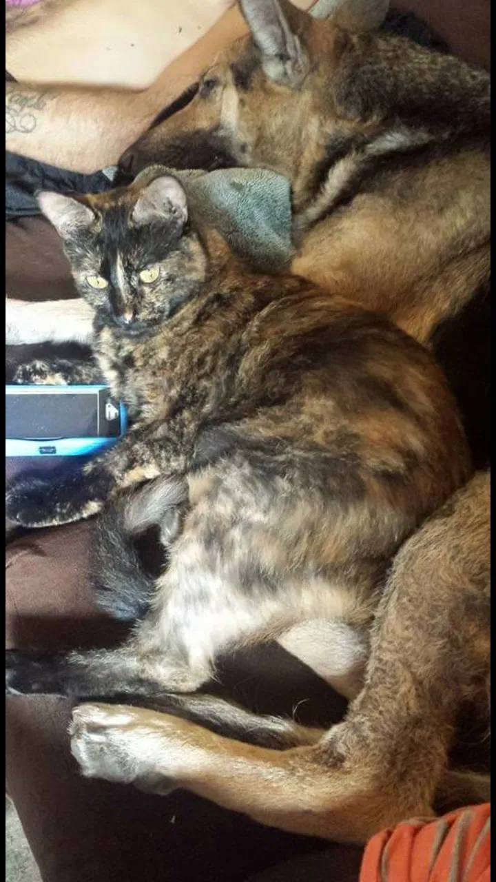 Lost cat in Jacksonville, FL, 32210