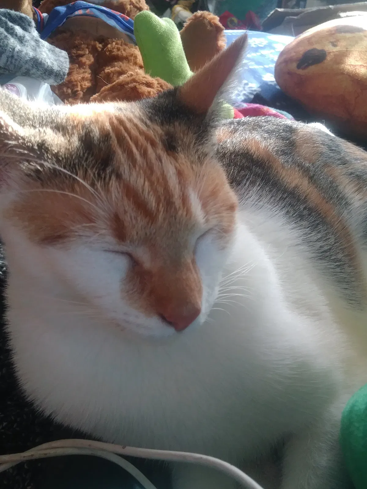 Lost cat in Jacksonville, FL, 32210