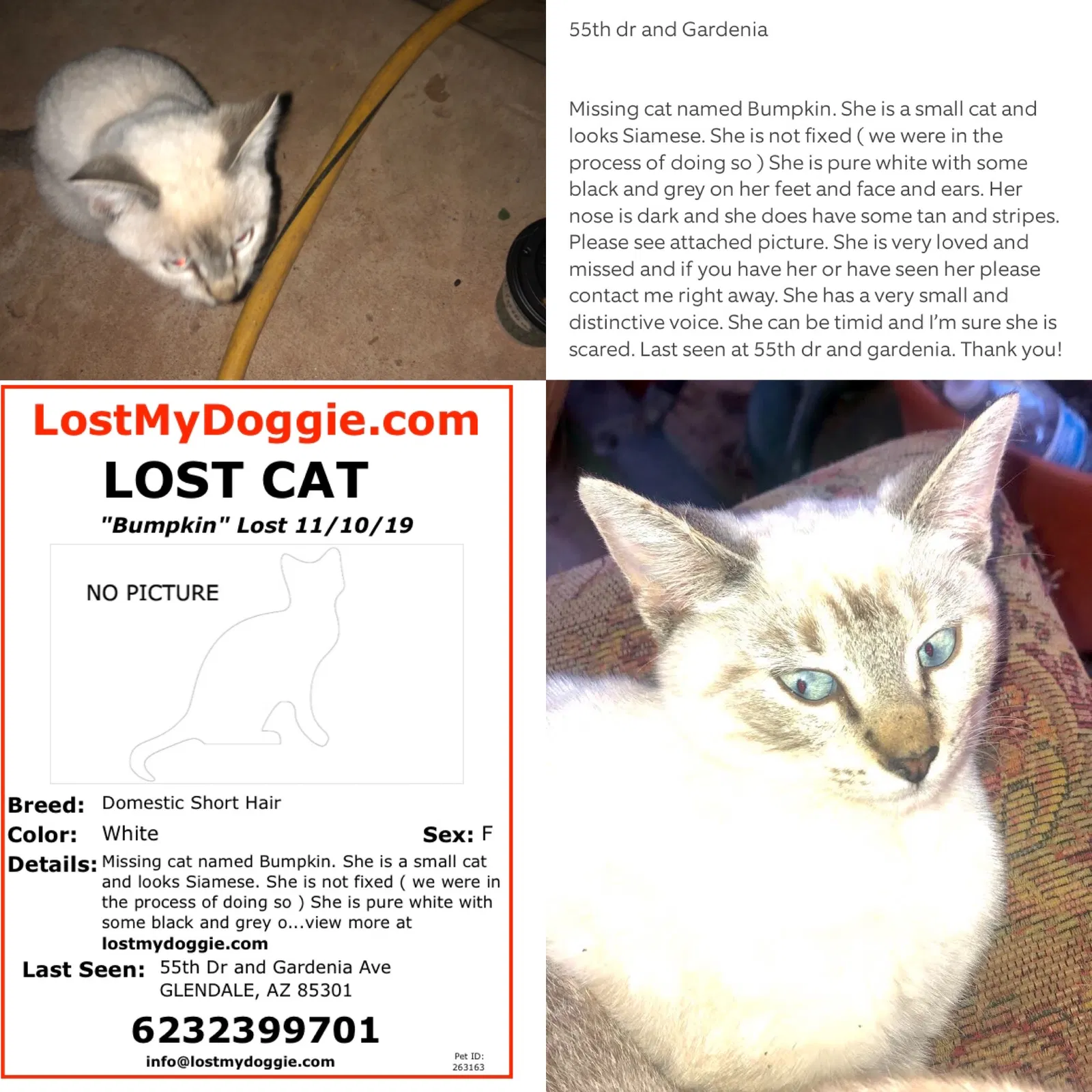 Lost cat in Glendale, AZ, 85301