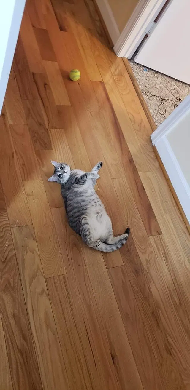 Lost cat in Georgetown, KY, 40324