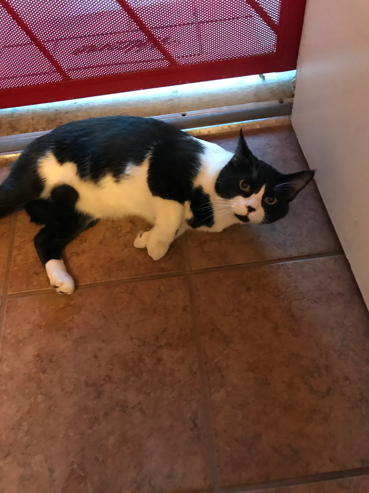 Lost cat in Albuquerque, NM, 87113