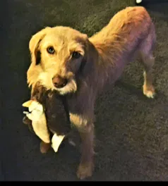 Lost dog in Follansbee, WV, 26037