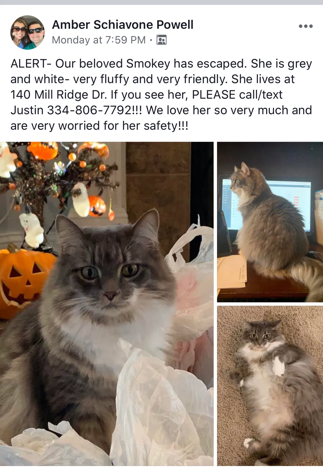 Lost cat in Madison, AL, 35758