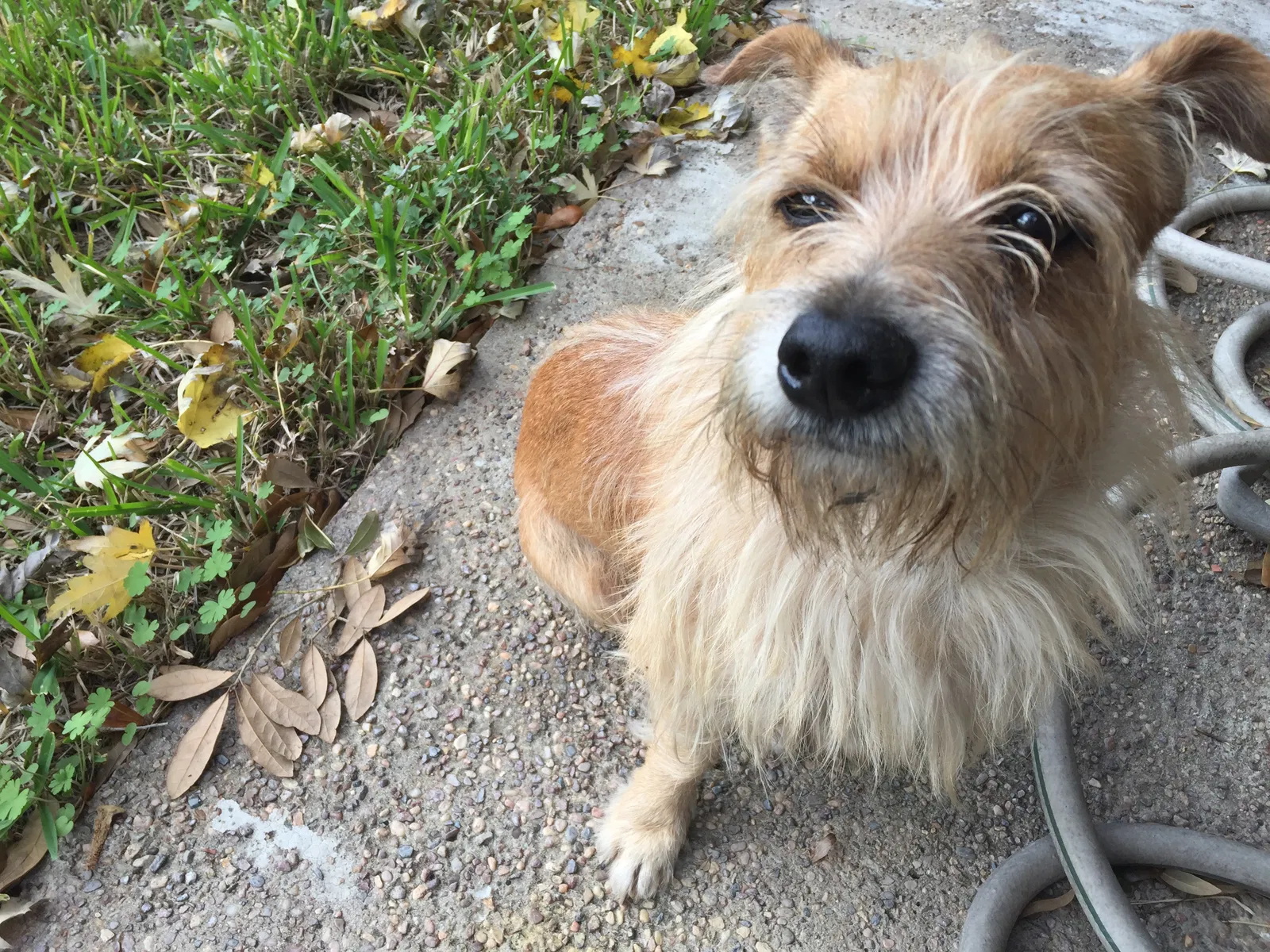 Found dog in Katy, TX, 77449