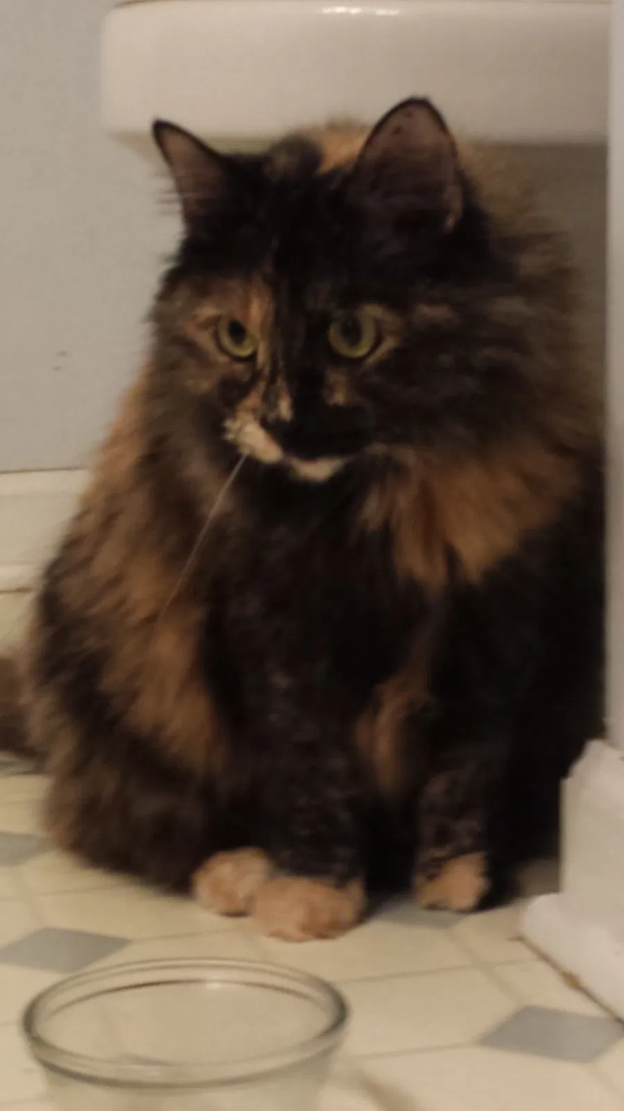 Lost cat in Richmond, KY, 40475