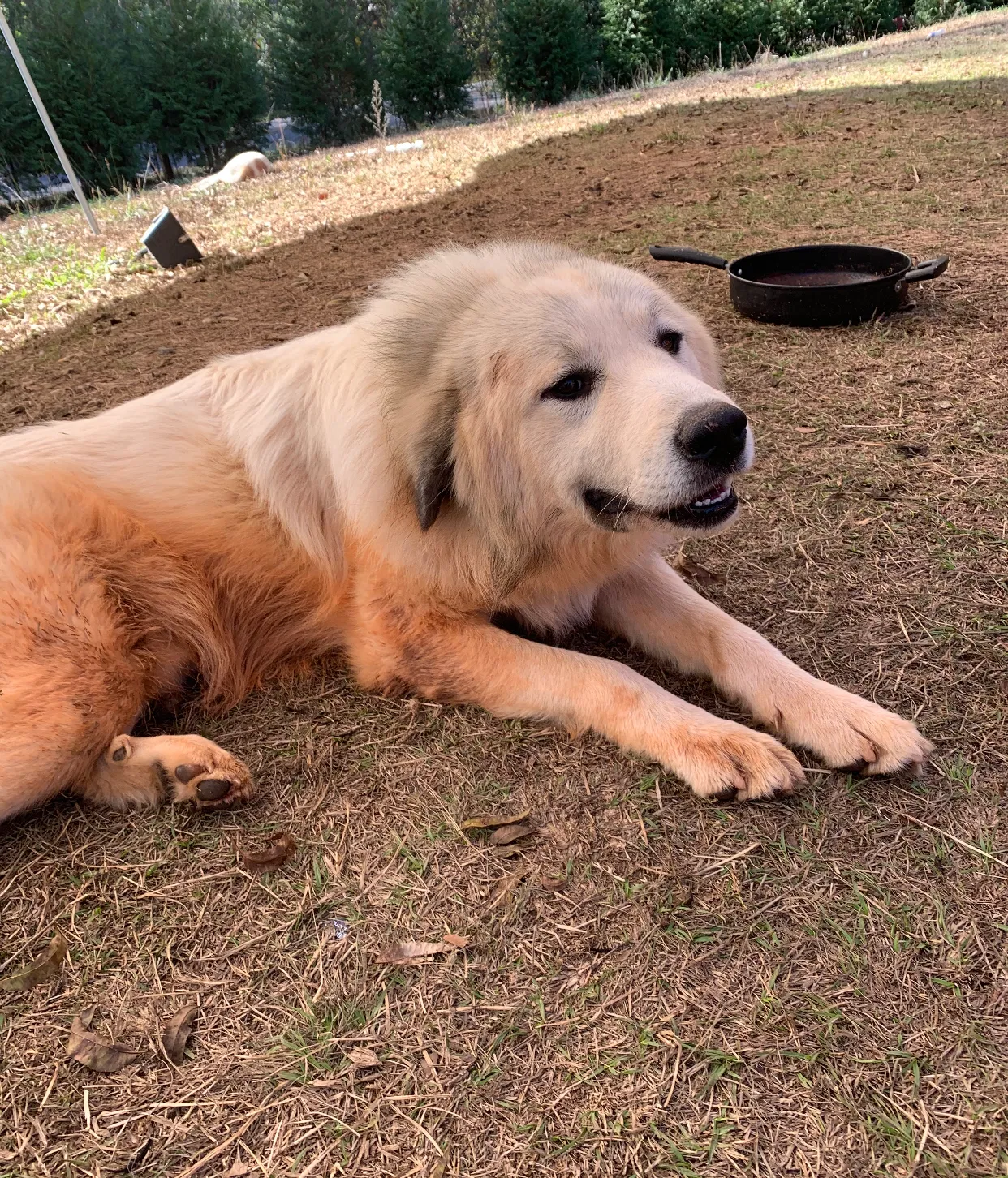 Lost dog in Griffin, GA, 30223