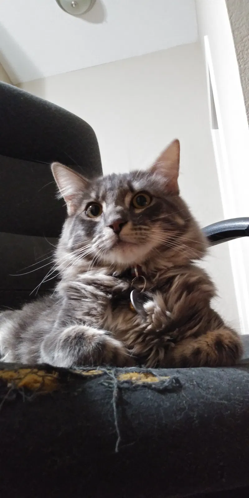 Lost cat in Carmichael, CA, 95608