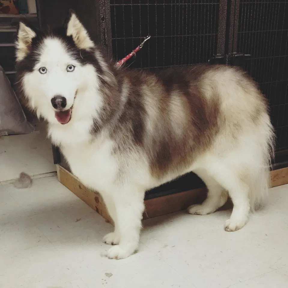 Lost dog in Bolivar, MO, 65613