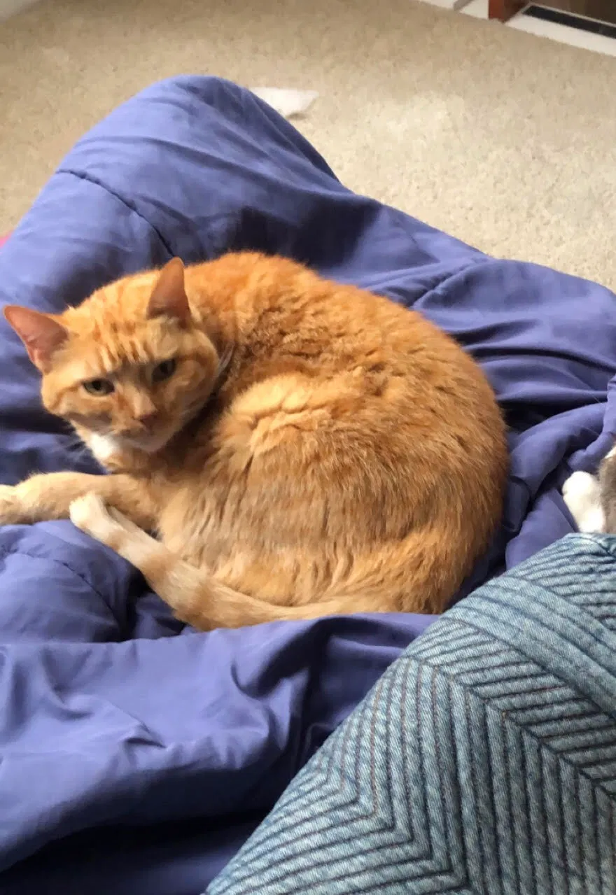 Lost cat in Cincinnati, OH, 45212