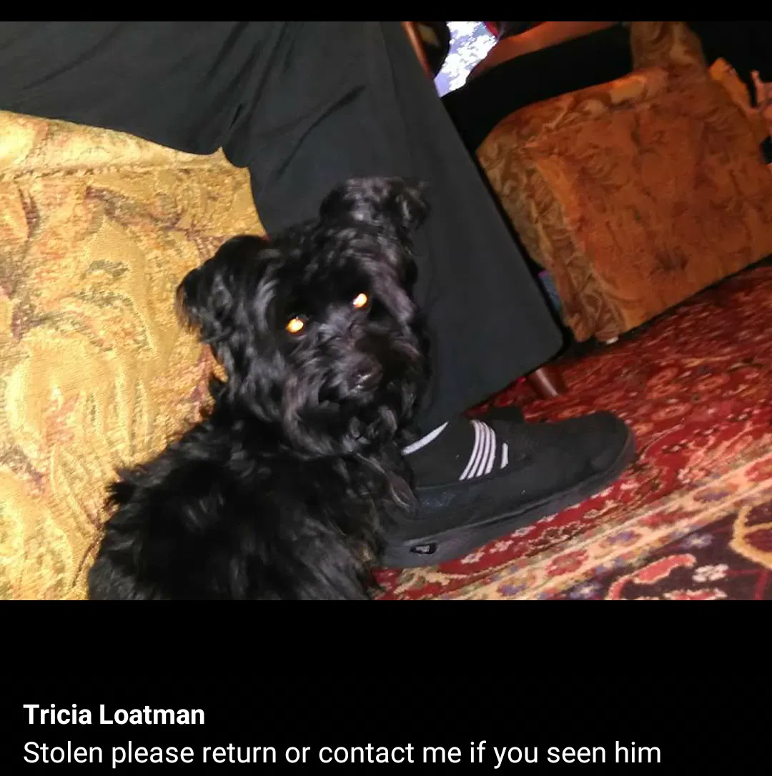 Lost dog in Bridgeton, NJ, 8302