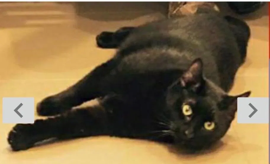 Lost cat in Farmington, MO, 63640