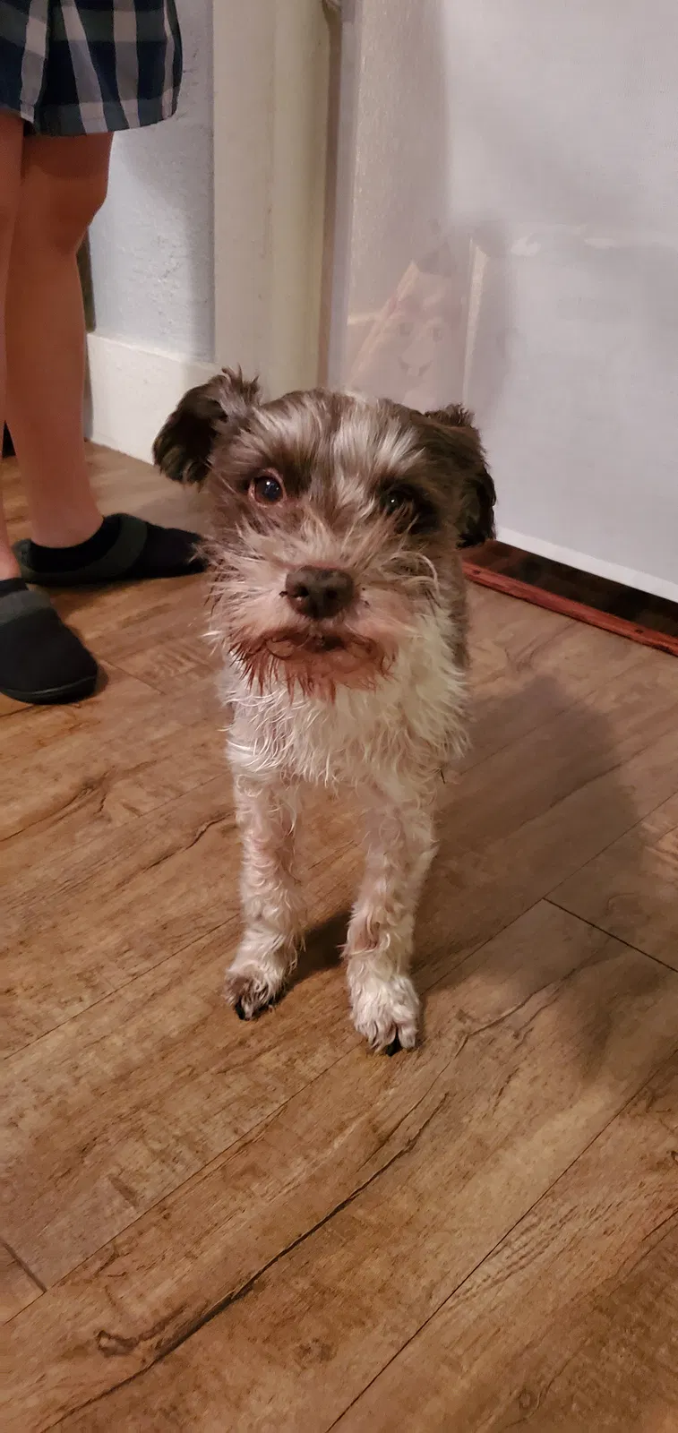 Lost dog in Denver, CO, 80204