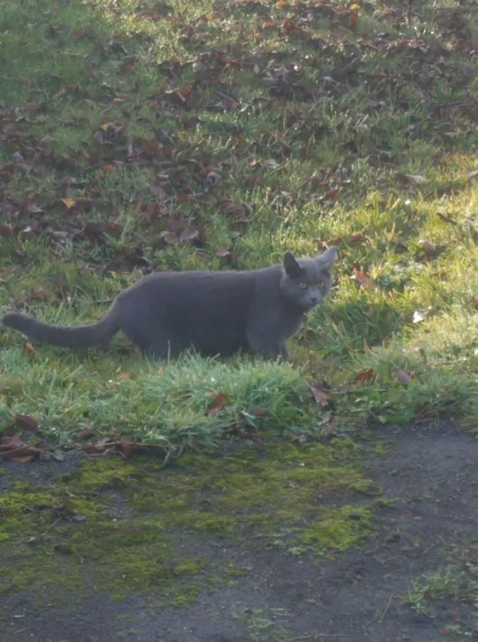 Lost cat in Lake Stevens, WA, 98258
