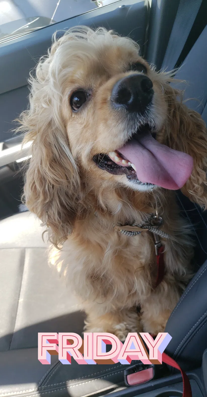 Lost dog in Merced, CA, 95348