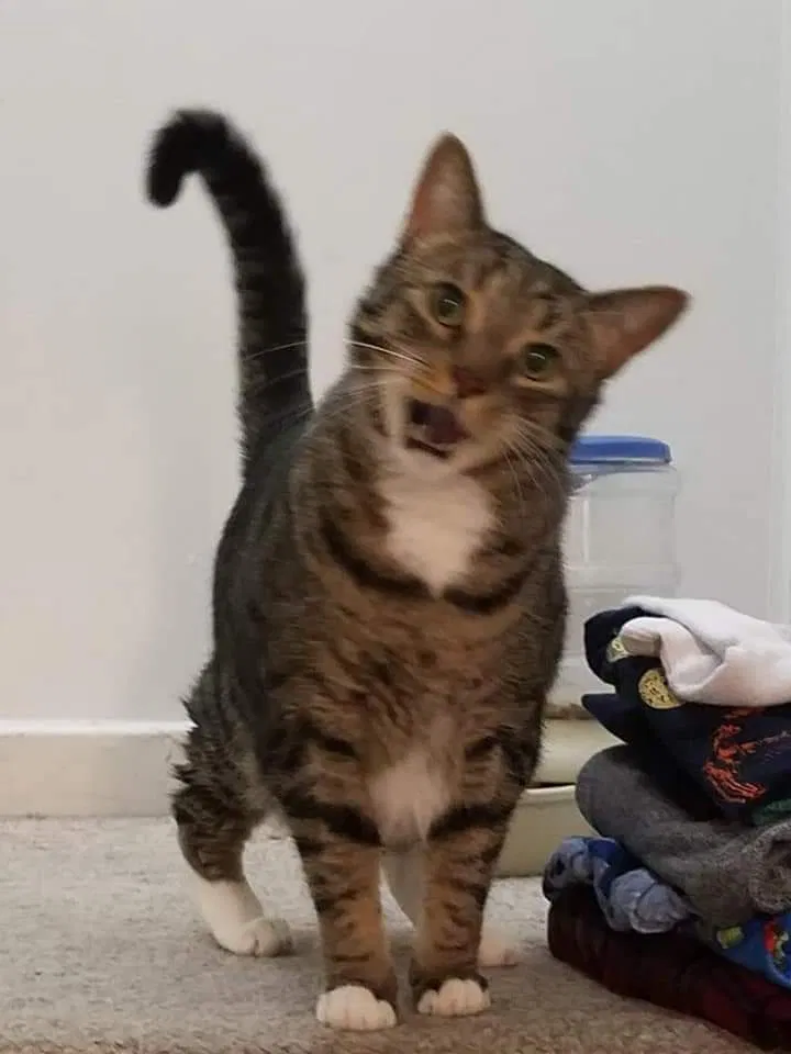 Lost cat in West Chester, PA, 19382