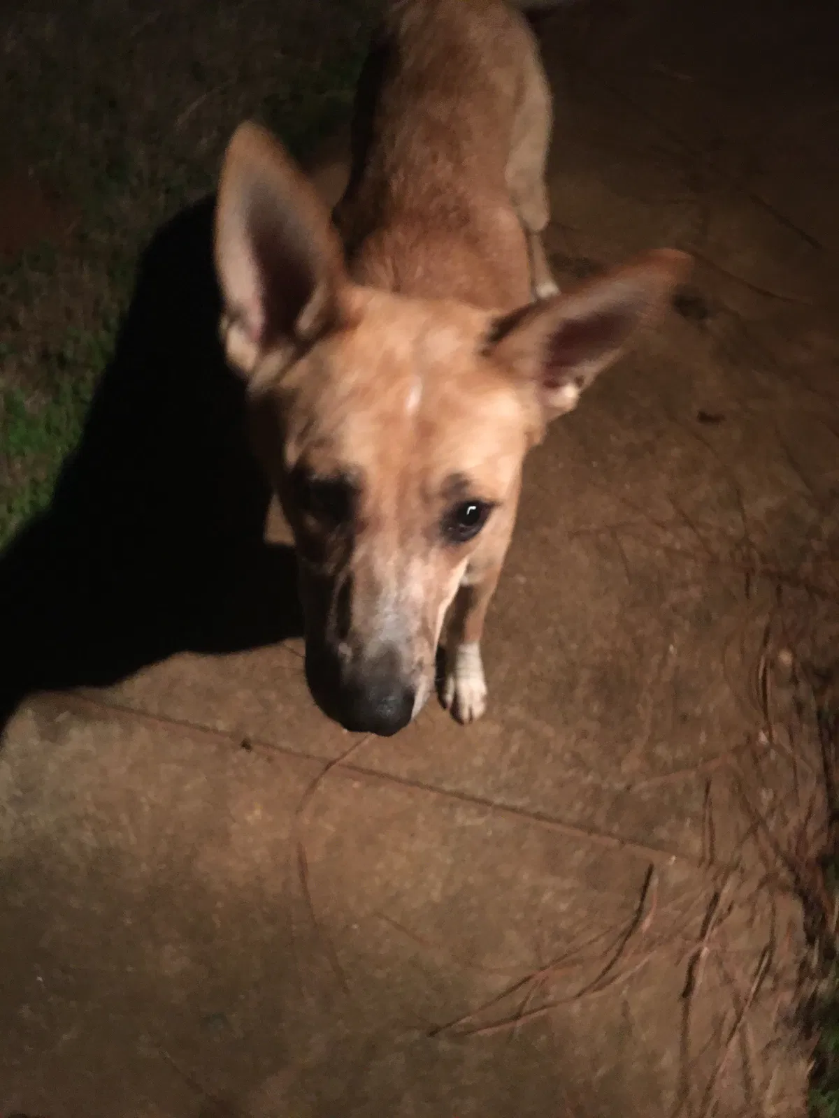 Found dog in Statham, GA, 30666