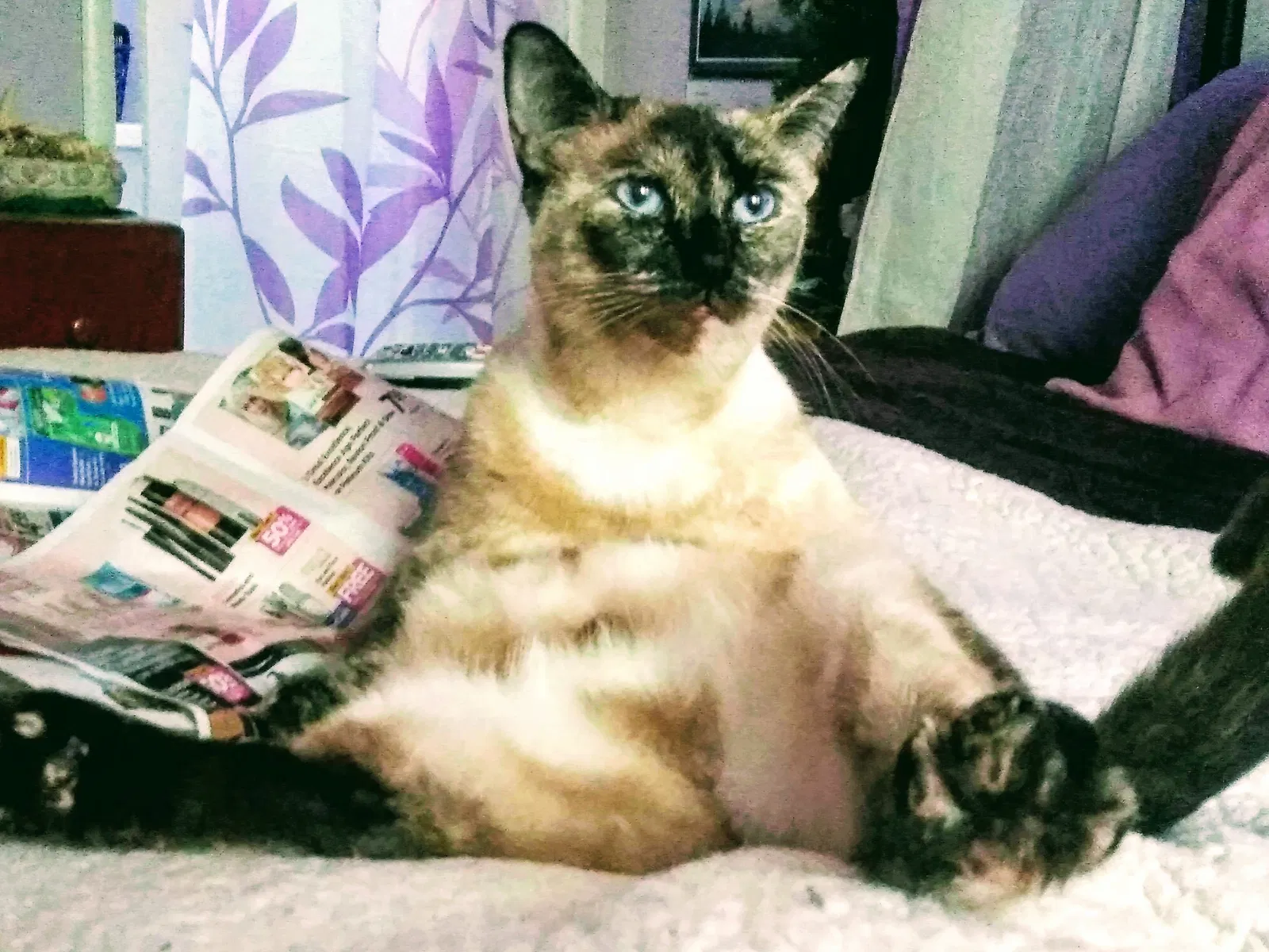 Lost cat in Davis, CA, 95618