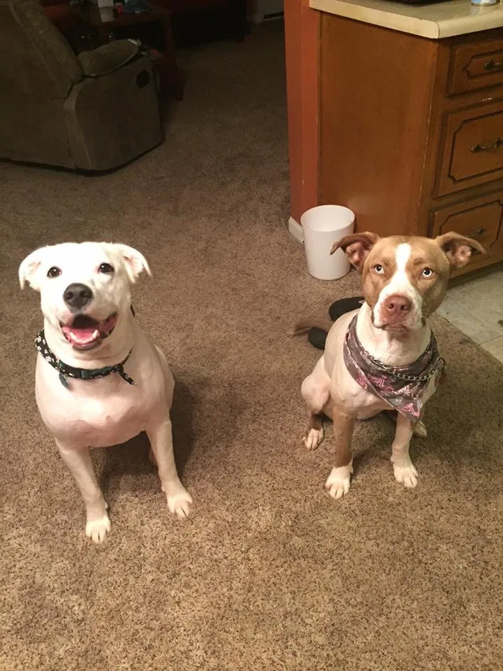 Lost dog in Stockbridge, GA, 30281
