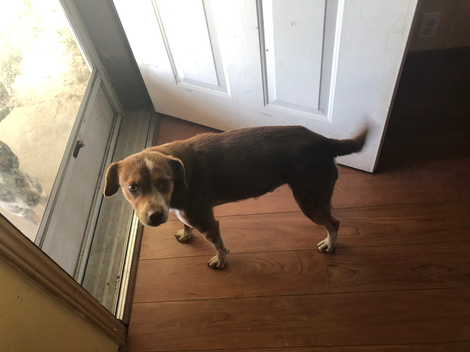 Lost dog in Adolphus, KY, 42120