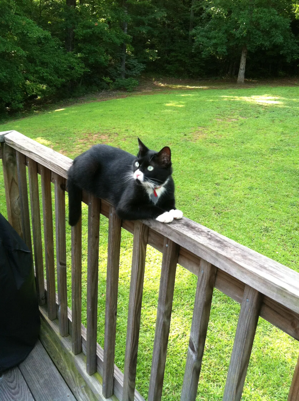Lost cat in Griffin, GA, 30224