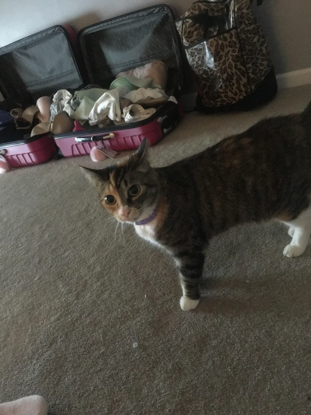 Lost cat in Griffin, GA, 30224