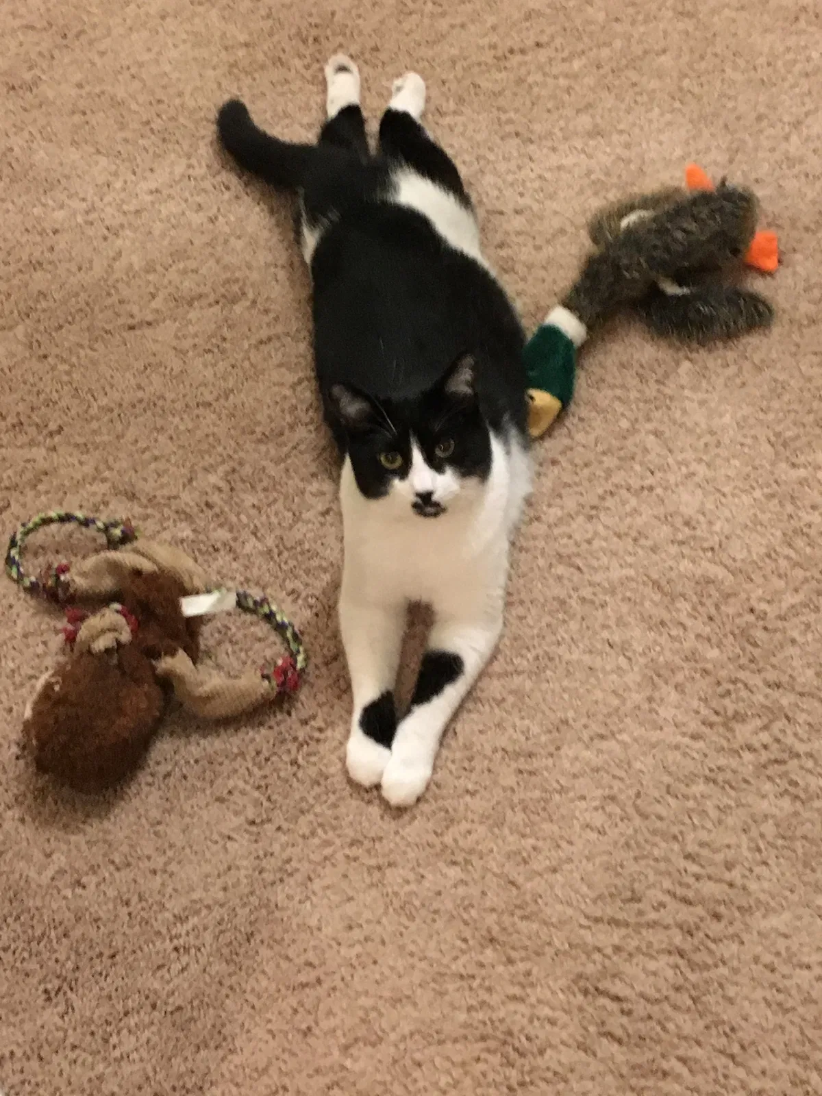 Lost cat in Hoschton, GA, 30548