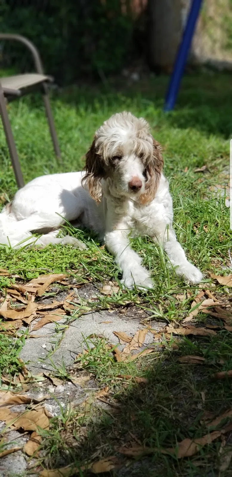 Lost dog in Hollywood, FL, 33023