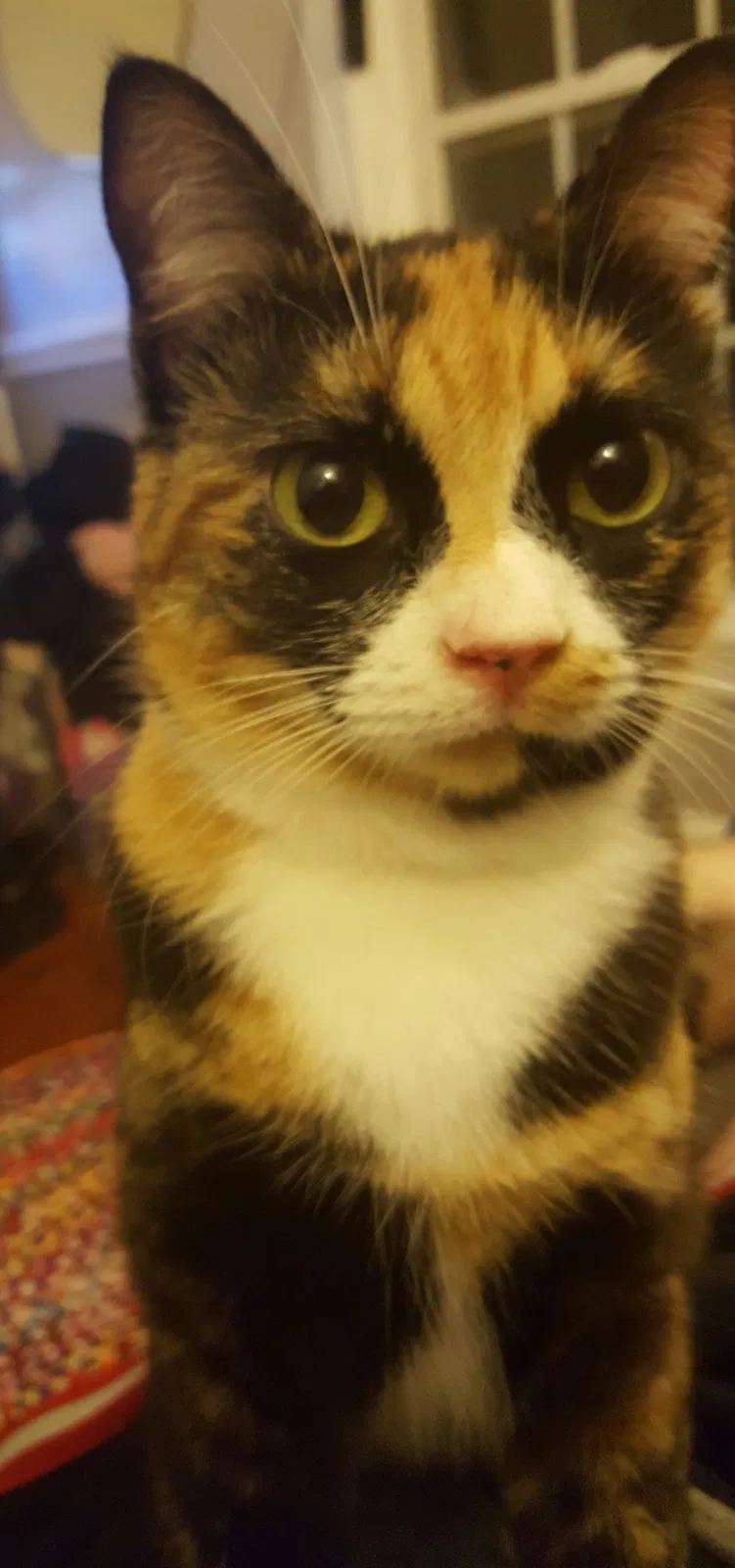 Lost cat in Waxhaw, NC, 28173