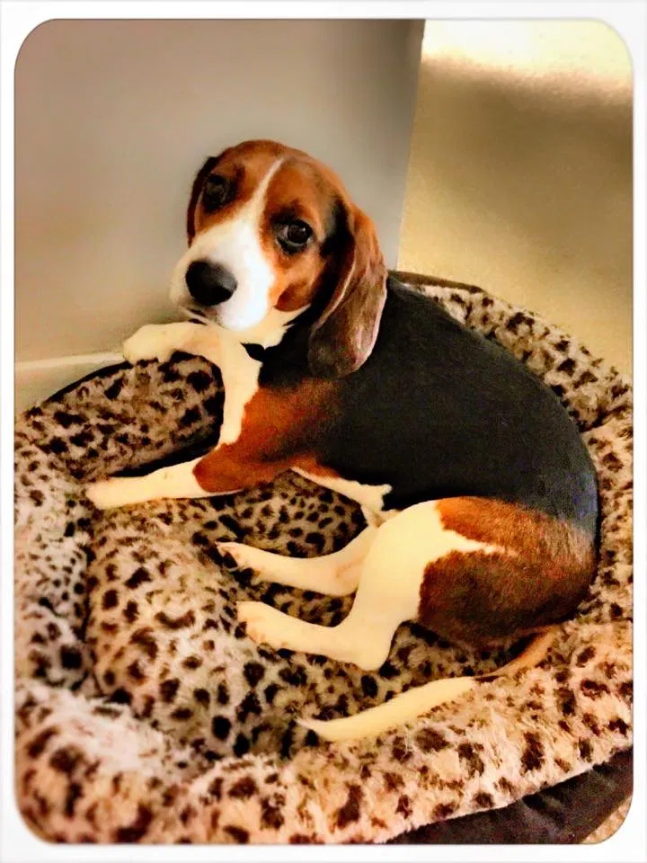 Lost dog in Hialeah, FL, 33013