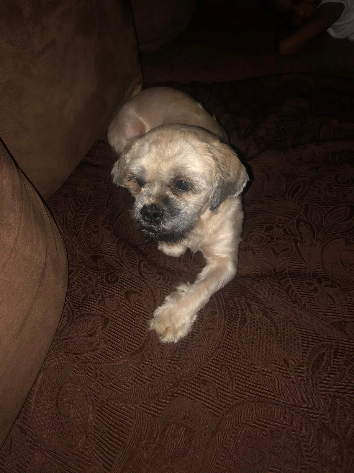 Lost dog in Brooklyn, NY, 11233