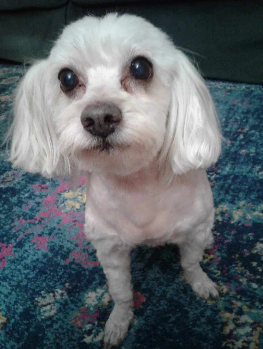 Lost dog in Las Vegas, NV, 89115