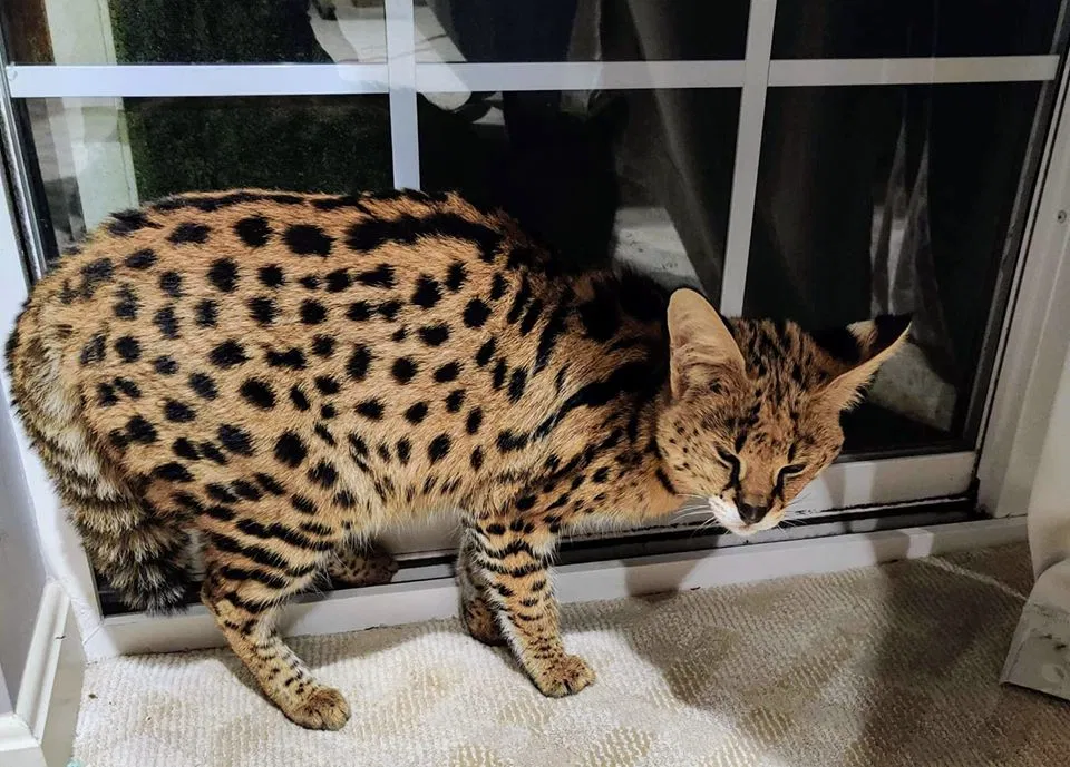 Lost cat in Mount Airy, MD, 21771