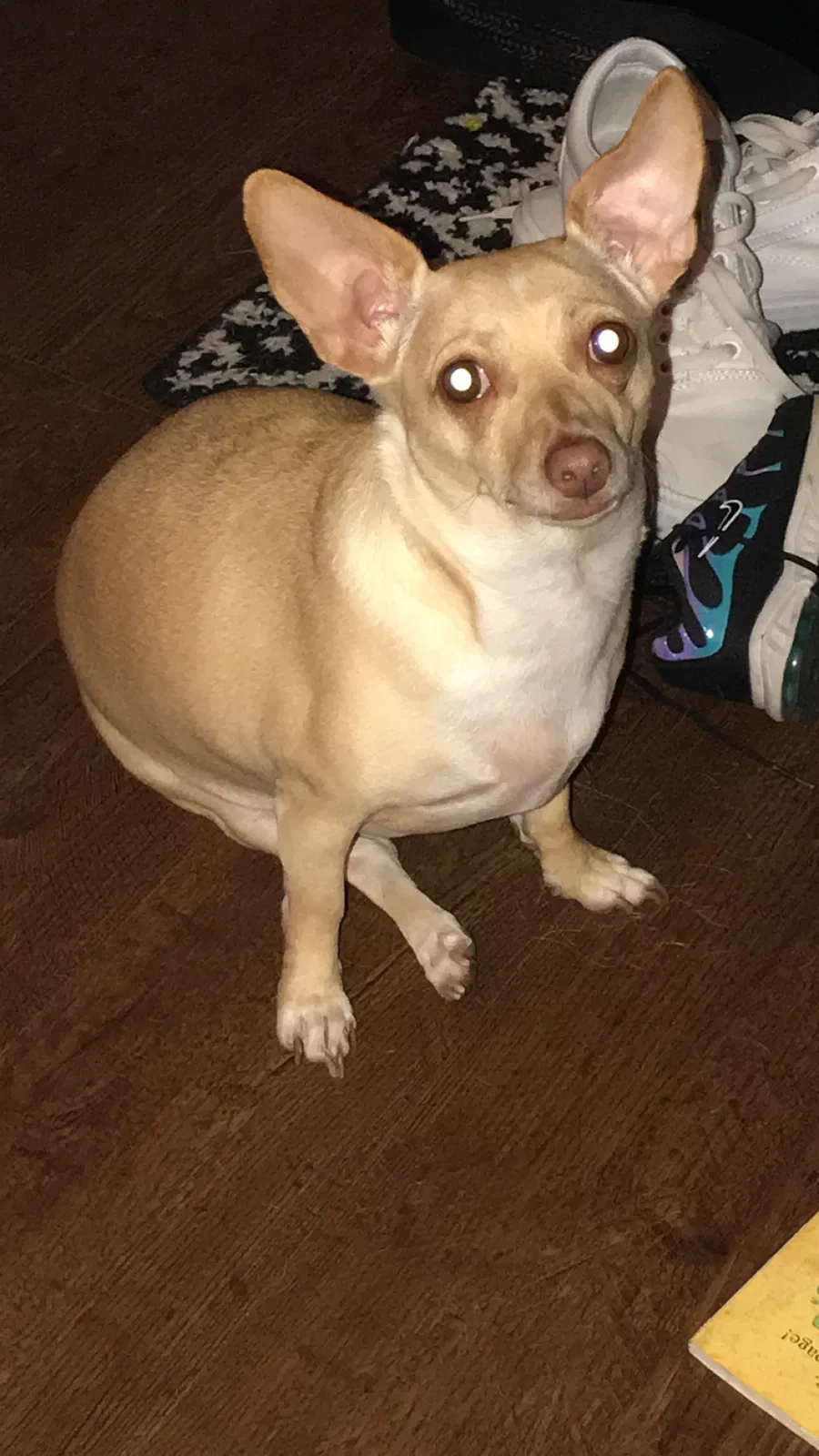 Lost dog in Austin, TX, 78724