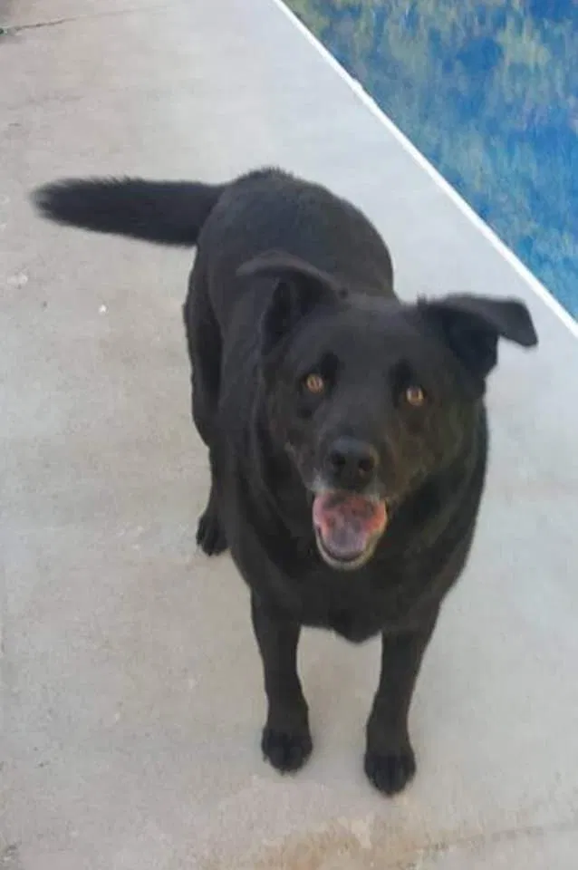 Lost dog in Knoxville, TN, 37938