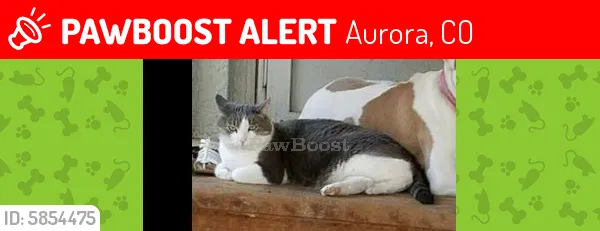 Lost cat in Aurora, CO, 80017