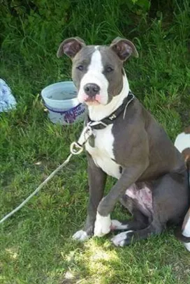 Lost dog in Mason, MI, 48854