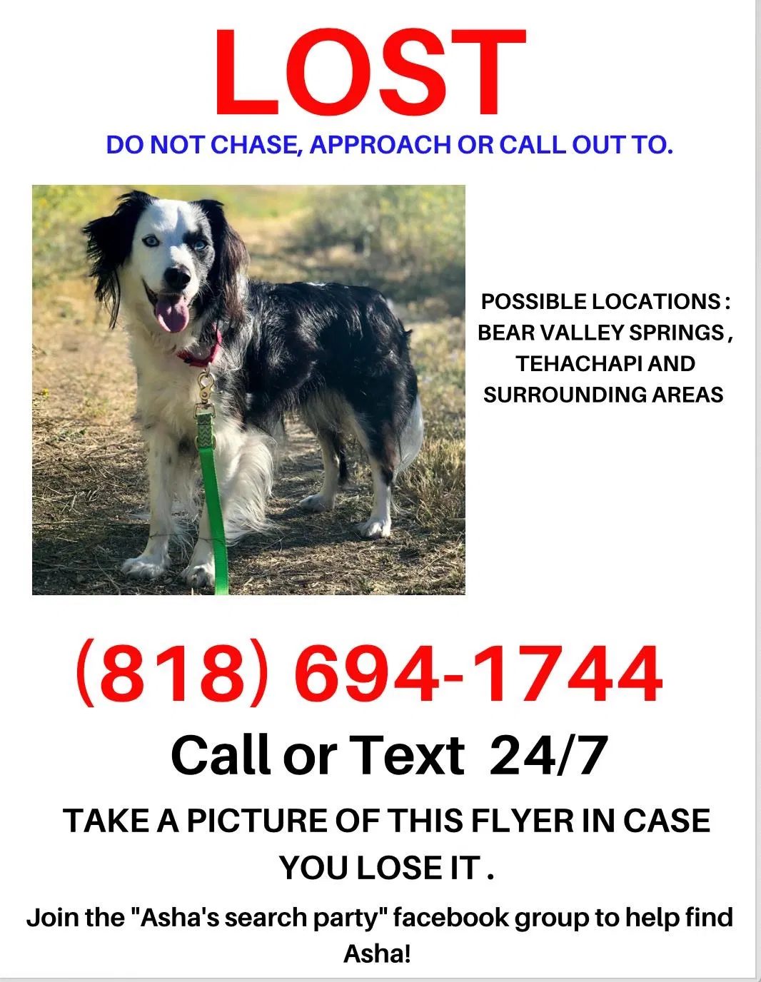 Lost dog in Tehachapi, CA, 93561
