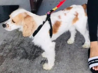 Lost dog in Hialeah, FL, 33016