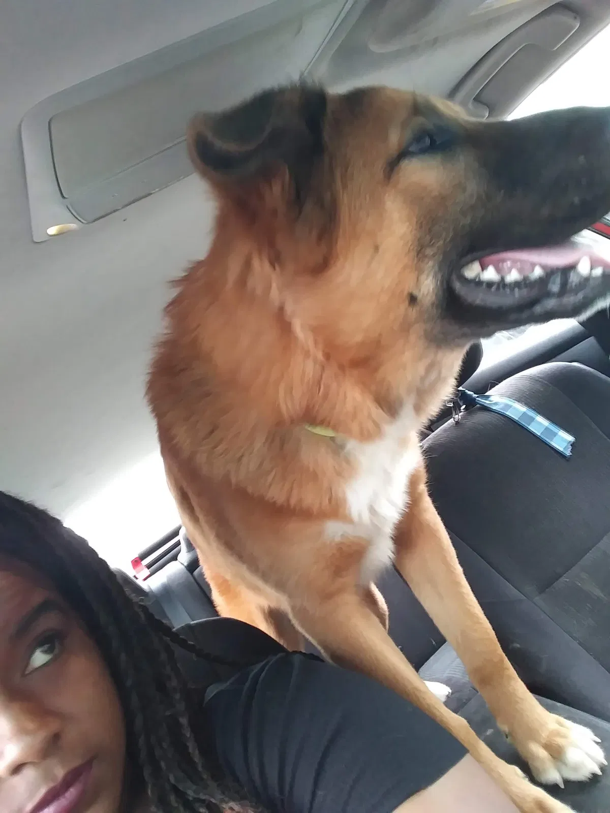 Lost dog in New Orleans, LA, 70127