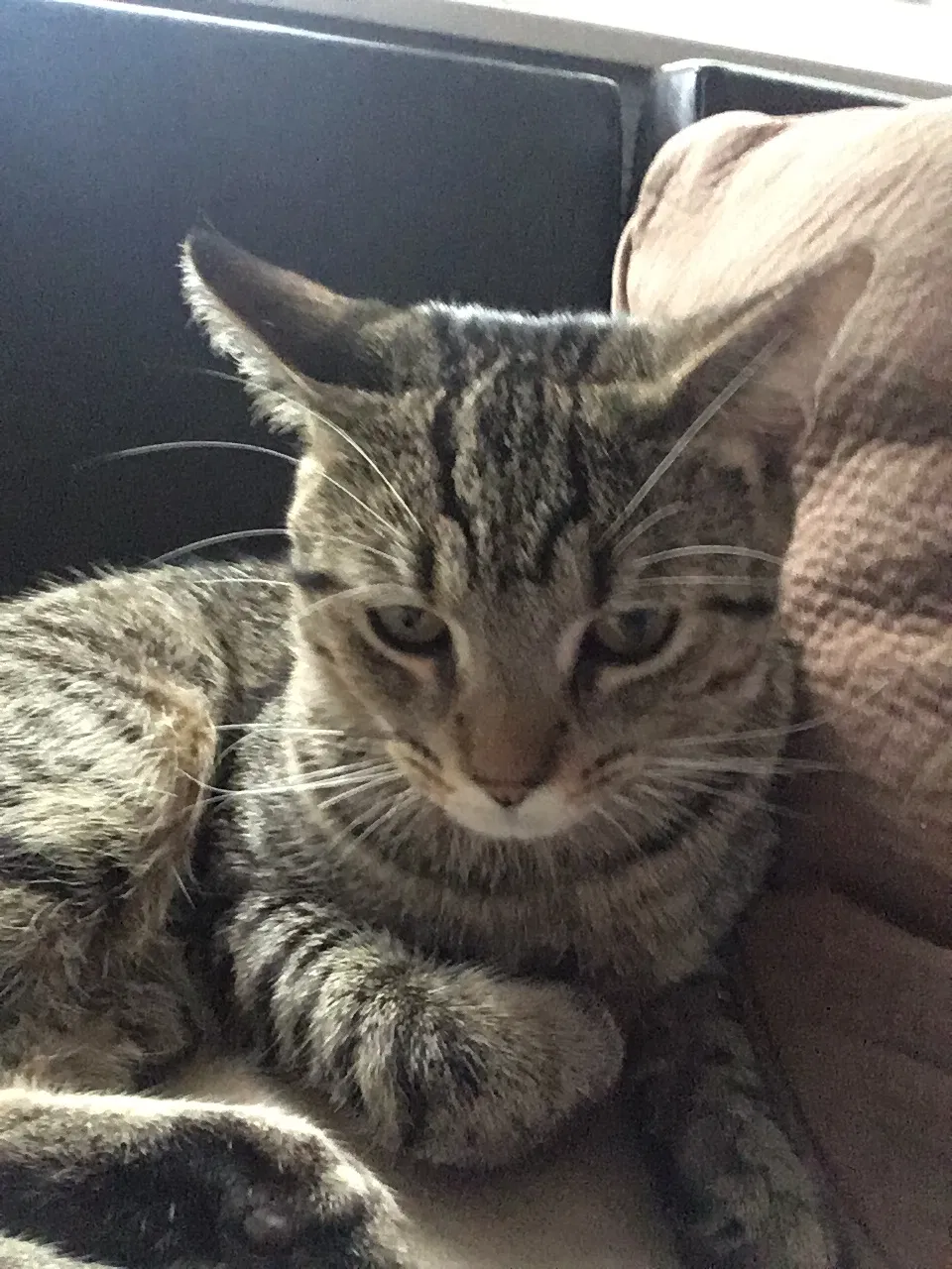 Lost cat in Haledon, NJ, 7508