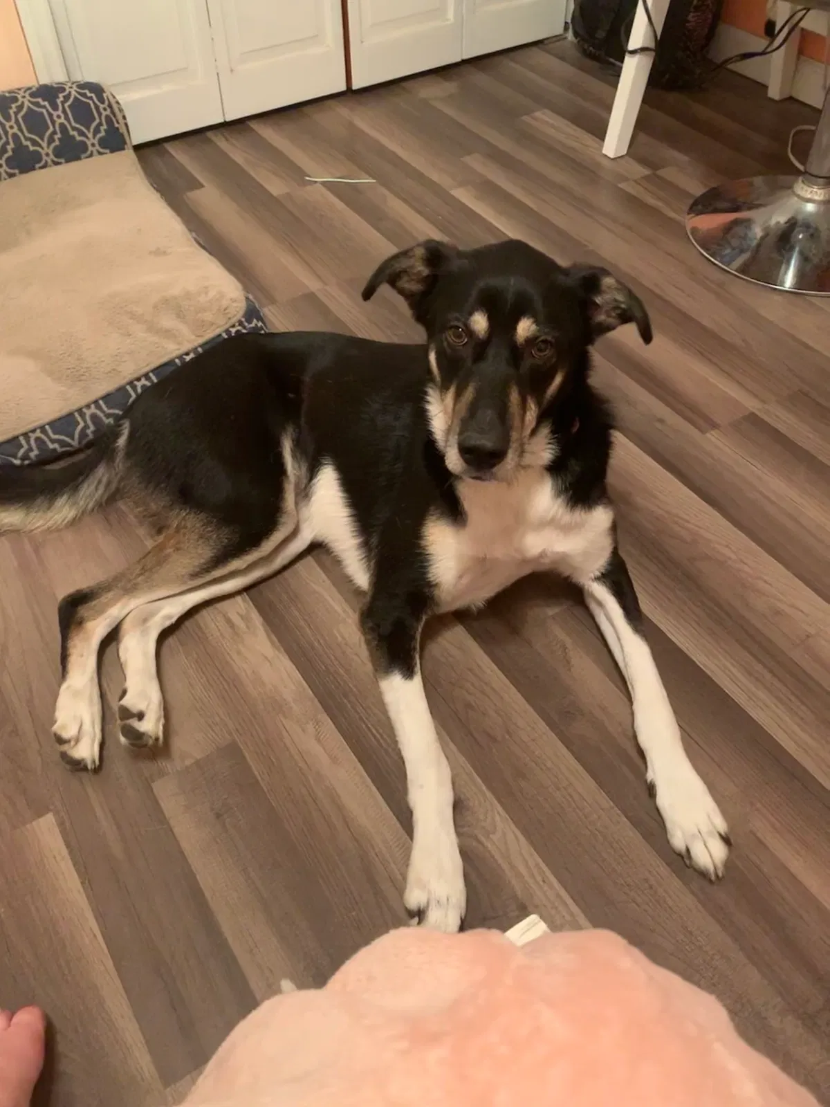 Lost dog in Ridgeville, SC, 29472